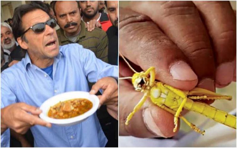 Karachi faces locust attack, Pakistani minister urges people to eat them in Biriyani