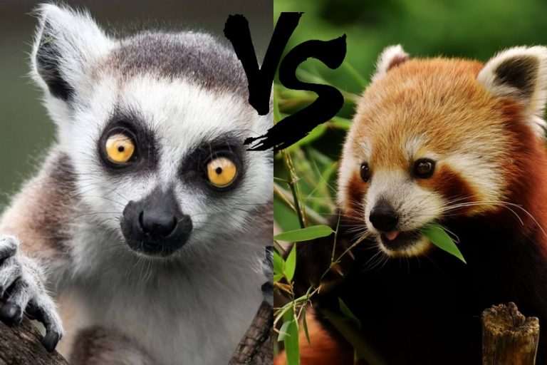 Welcome to Lemurverse: Satirical world of ‘Dravidian’ politics where Lemurs and Red Pandas are locked in heated battle