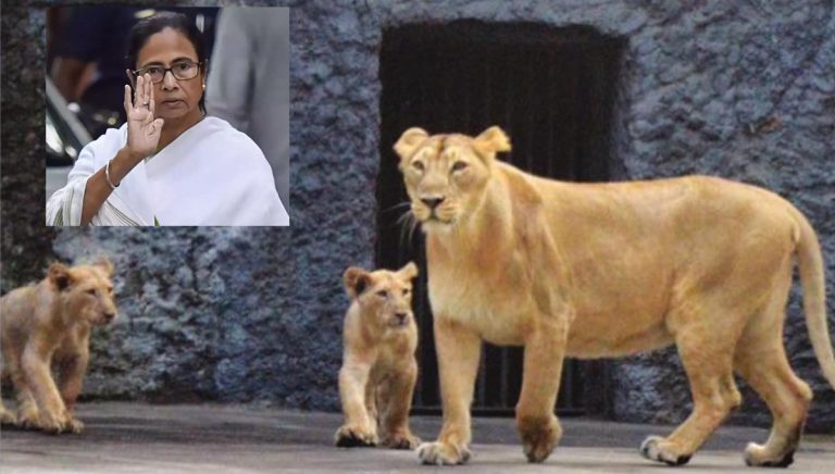 Mamata Banerjee ‘inspired’ the birth of two lion cubs in Kolkata zoo, claims plaque installed in the zoo