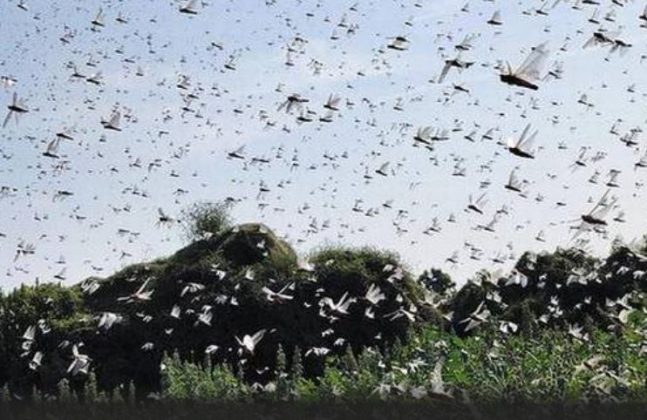 Locust attack from Pakistan ruins crops in Gujarat