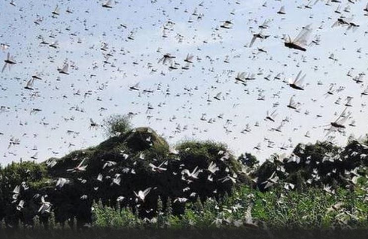 Massive locust invasion from Pakistan ruins crops in Gujarat, Centre rushes 11 teams to help