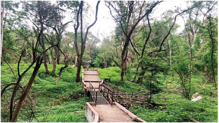 Reports say 1000 trees in Aurangabad to be cut for Bal Thackeray memorial while Uddhav Thackeray halts Mumbai Metro project to save Aarey trees, mayor denies