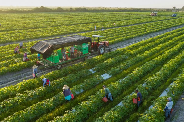 Budget 2020: Modi Government allocates 30 per cent higher funds for the agriculture sector