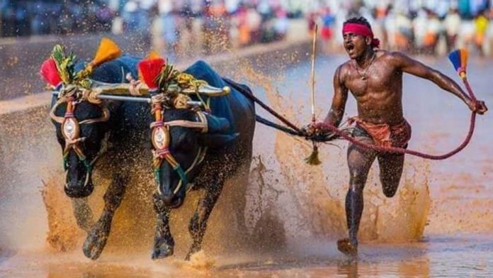 Kambala jockey Srinivasa Gowda