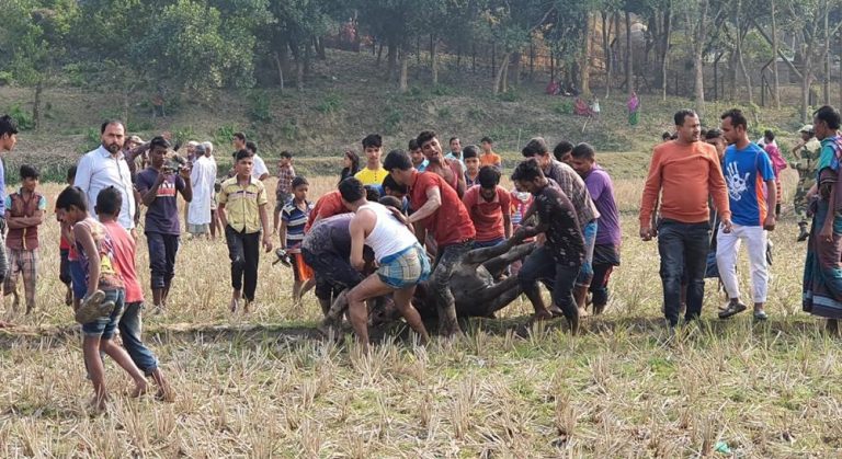 Indian buffalo enters Bangladesh, kills one woman and injures several others near Tripura border
