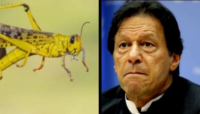 Pakistan may import Indian insecticides in light of recent locust infestation