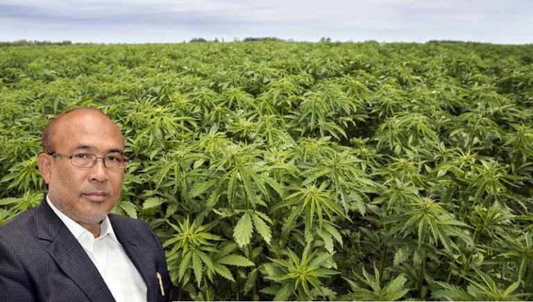 Manipur government considering legalising cannabis plantation for medical and industrial use: CM N. Biren Singh