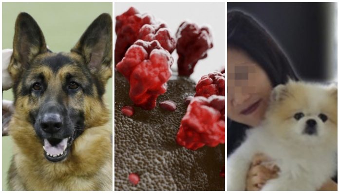 dogs coronavirus