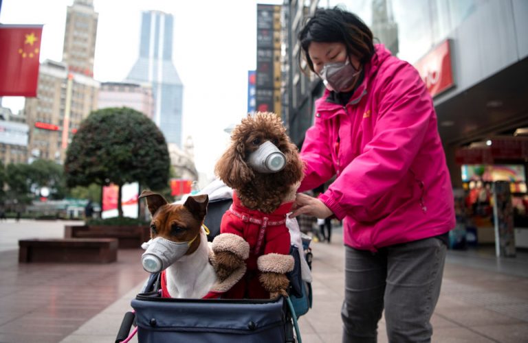 A pet dog in Hong Kong tested positive for Coronavirus, authorities confirm first case of human to animal transmission of Disease
