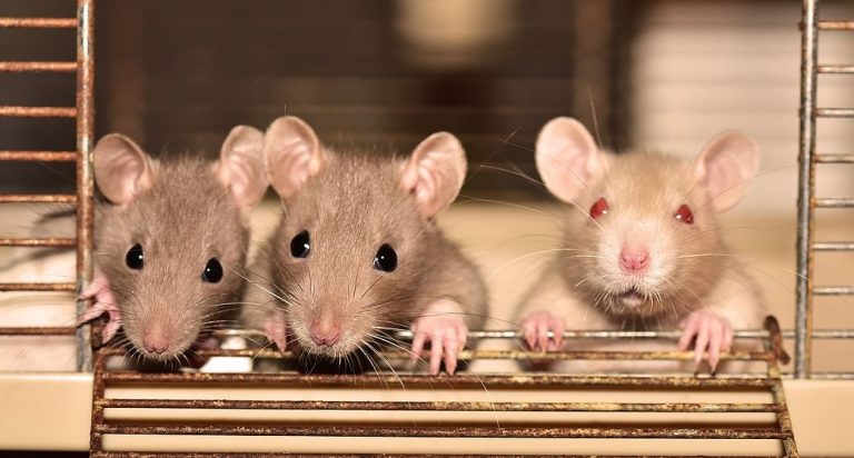 Chinese man’s death by Hantavirus causes furore. Here is all you need to know