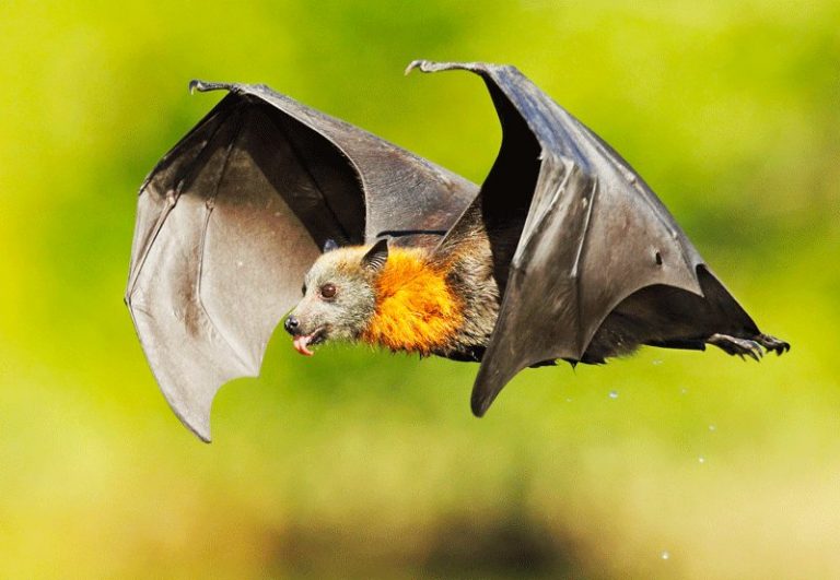 Coronavirus found in two species of Indian bats: ICMR study