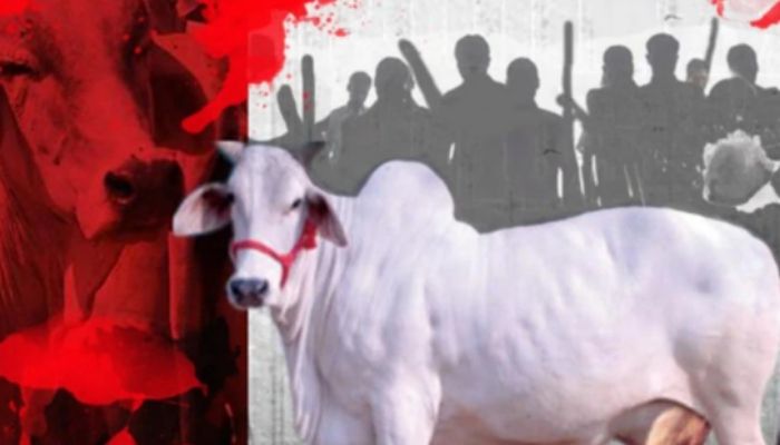 Rajasthan: Cow illegally slaughtered in Banswara, locals say Christian missionaries behind indiscriminate cow slaughtering in the area