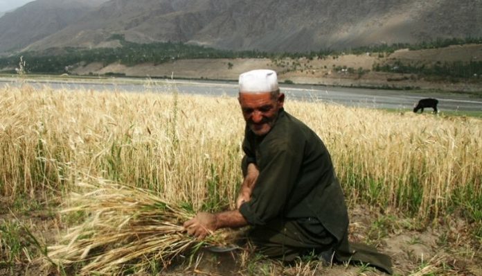 Diplomacy: India exports surplus wheat to Afghanistan and Lebanon
