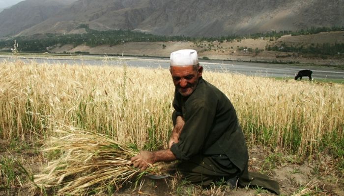 Out of 106 million tonnes of wheat expected to be produced in 2020, India to export 90,000 tonnes to Afghanistan and Lebanon amidst Cornavirus crisis