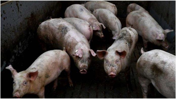 Thousands of pigs dead in Assam as African Swine Fever affects 6 districts