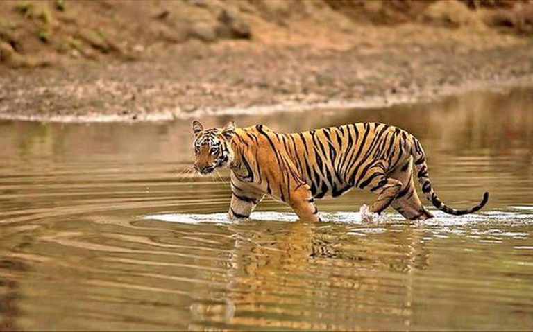 Maharashtra forest department mulls sterilizing tigers in Chandrapur district to control population: Report