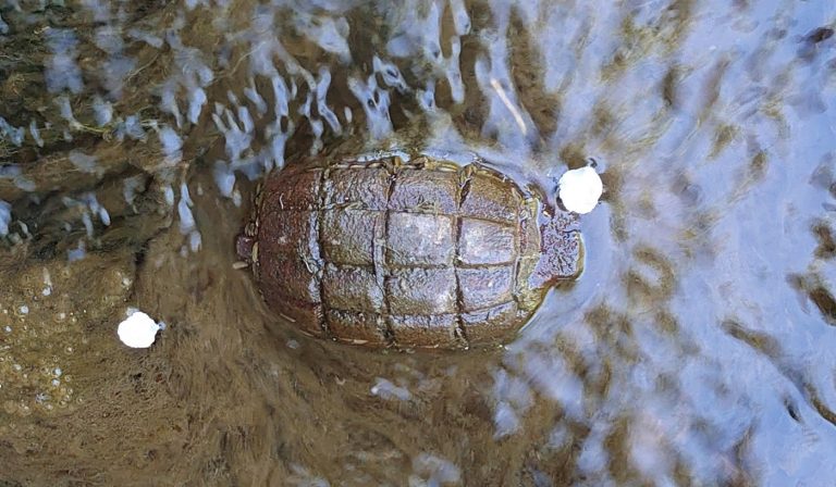 The UK: Man and son have a lucky escape after a turtle they found on the ground turn out to be live grenade from World War 1