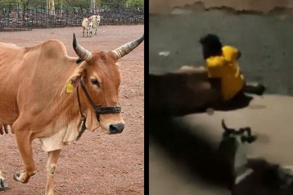 MP: Cow raped by Samar khan, FIR lodged against him for 'unnatural act'