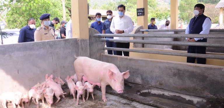Alert in North-east after African Swine Fever kills more than 14,000 pigs in Assam