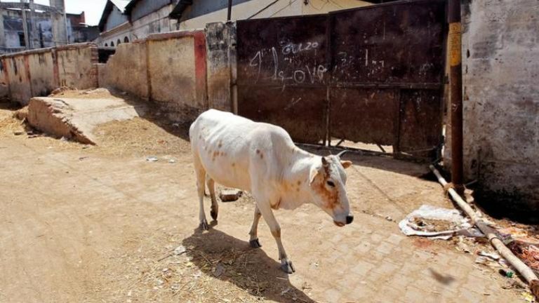 Uttar Pradesh: Severed head of calf found amidst reports of stray cows going ‘missing’ from roads