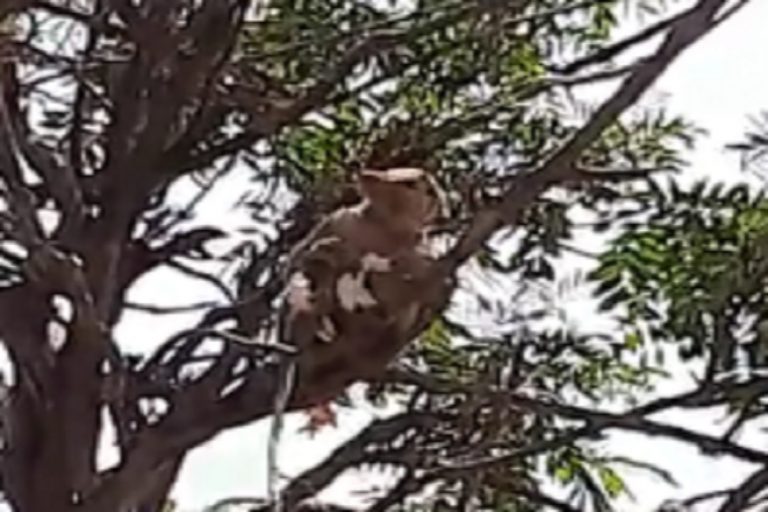 Meerut: Troop of monkeys attack a lab technician and snatch blood samples from suspected COVID-19 patients