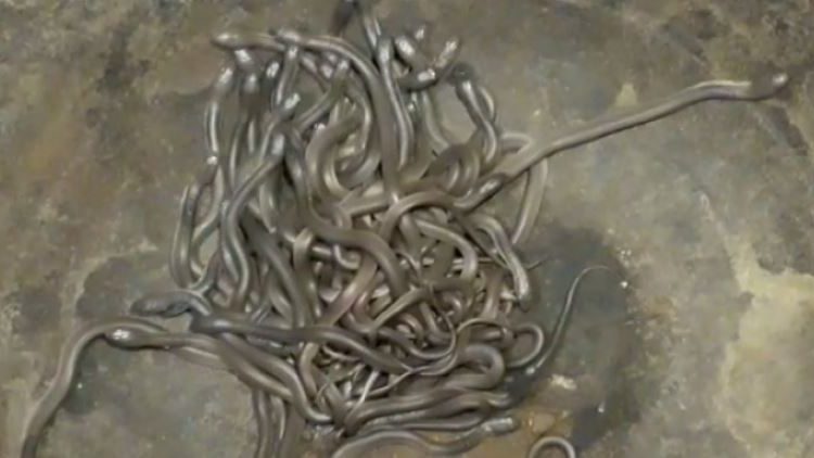 “Young cobras inside my house and coronavirus outside. Where do I go?” Madhya Pradesh villager asks as over 100 baby cobras slither inside his house