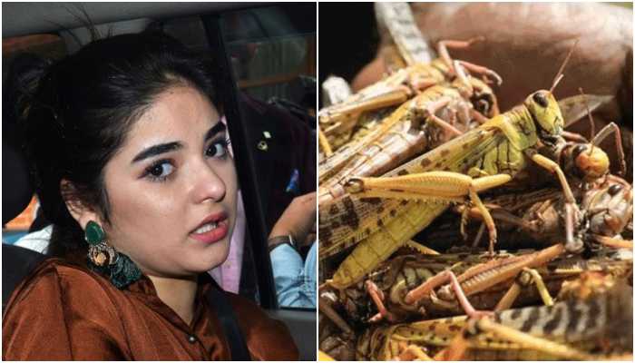 Zaira Wasim, who had left acting for Islam, now quotes the Quran to insinuate that locust infestation in Rajasthan is ‘Allah’s wrath’