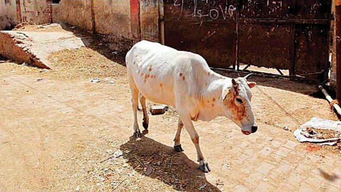 Himachal Pradesh: Cops nab accused who fed explosives to a cow
