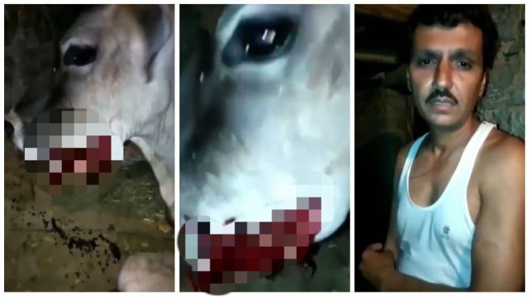 Himachal Pradesh: After Kerala pregnant elephant death case, video of a pregnant cow injured due to cracker explosion in mouth surfaces online