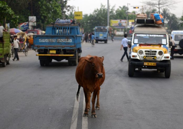 Animal cruelty laws in India have not been updated