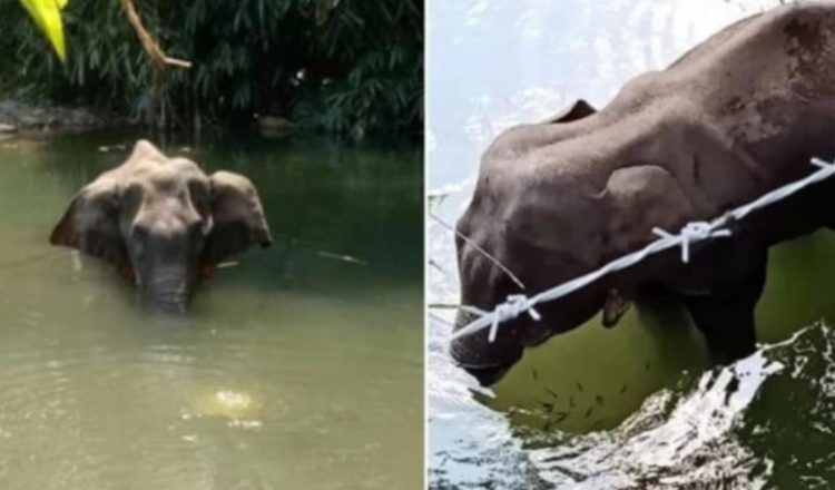 Kerala: After firecracker explosion in mouth kills a pregnant elephant, reports emerge where another elephant had died due to mouth injury in April
