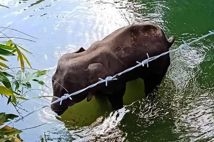 Kerala: Two accused  Abdul Kareem and Riyazudheen absconding, says police probing the pregnant elephant death case