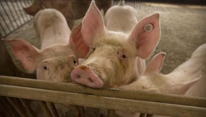 New study warns of a potential pandemic, identifies new swine flu virus in China