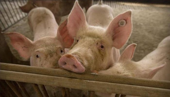 New swine flu virus with ‘pandemic potential’ identified by researchers in China: Study