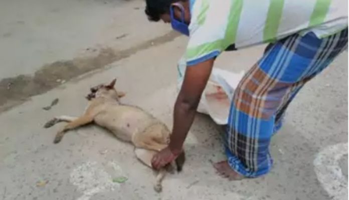 12 people arrested for killing a jackal in Tamil Nadu