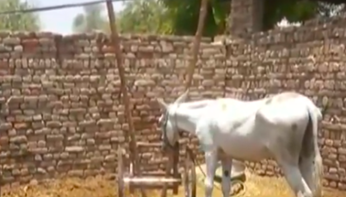Pakistan: Donkey named in FIR, ‘arrested’ with 8 men for participating in a gambling race