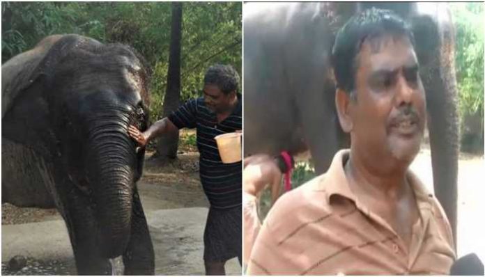 Bihar man says his son is trying to kill him, nominates his pet elephants as legal heirs