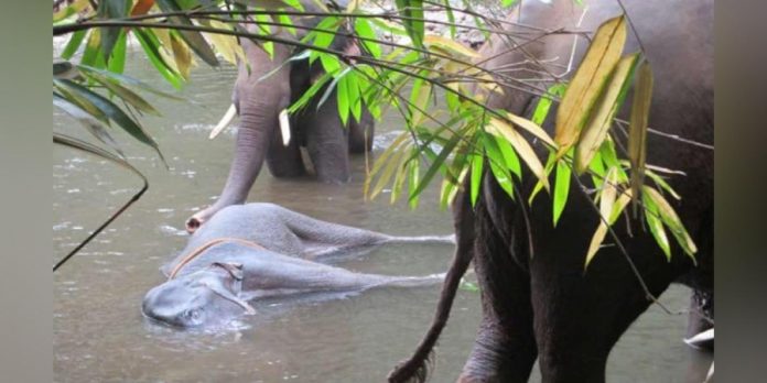 Environment Ministry says elephant may have 'accidentally' consumed explosive: Here is why that line of investigation does not make sense