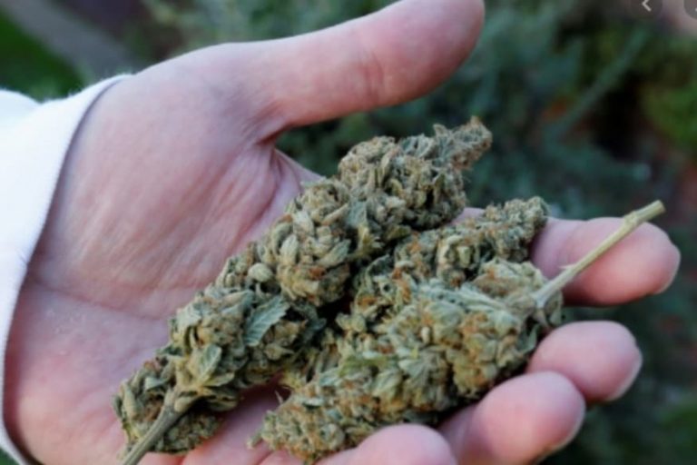 Uttar Pradesh: Six hospitalised after man feeds cannabis sabzi instead of fenugreek sabzi as ‘joke’