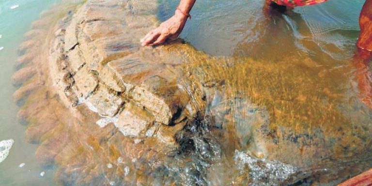 Odisha: 500-year-old Gopinath Temple emerges from waters of Mahanadi after 11 years, devotees gather for darshan