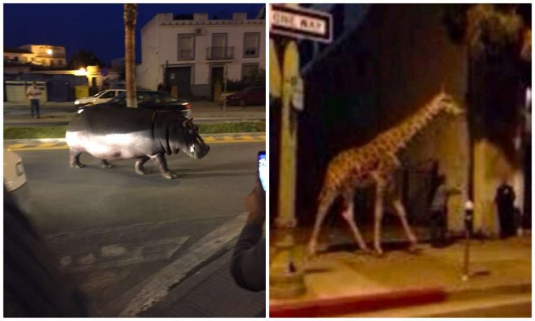 Fact-check: Did Antifa rioters break into a zoo and let loose giraffe, tiger and hippopotamus on the streets in America