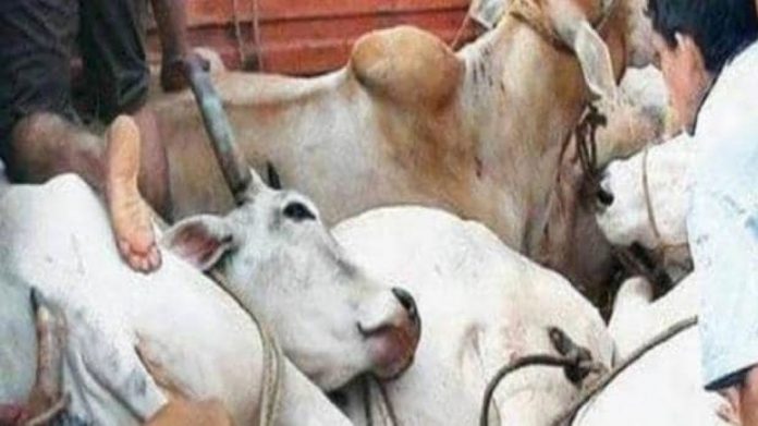 2572 cowhides seized by police after a raid in Jamalgarh village of Haryana