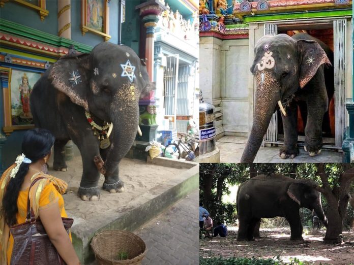 Lakshmi elephant Manakula Vinayagar Temple