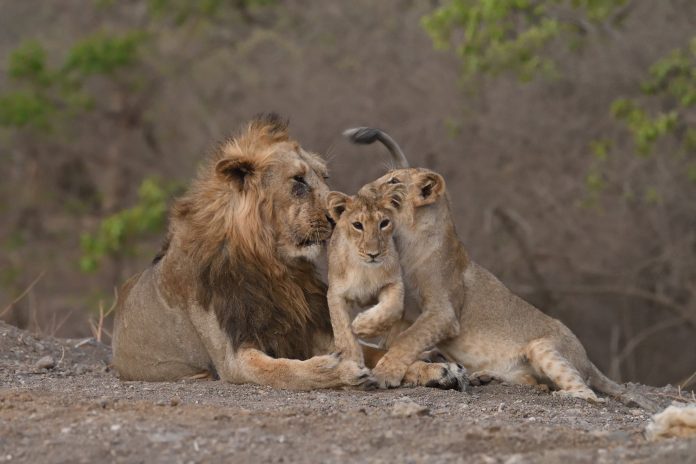 Asiatic Lions at Gir