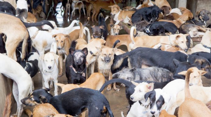 Dog Meat ban in nagaland after animal rights activists oppose eating dog meat