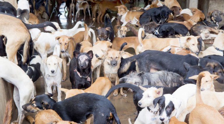 Beef ban Haram, Dog Meat ban Halal: Hypocrisy of welcoming ban on dog meat in Nagaland after claiming people have the right to eat what they want
