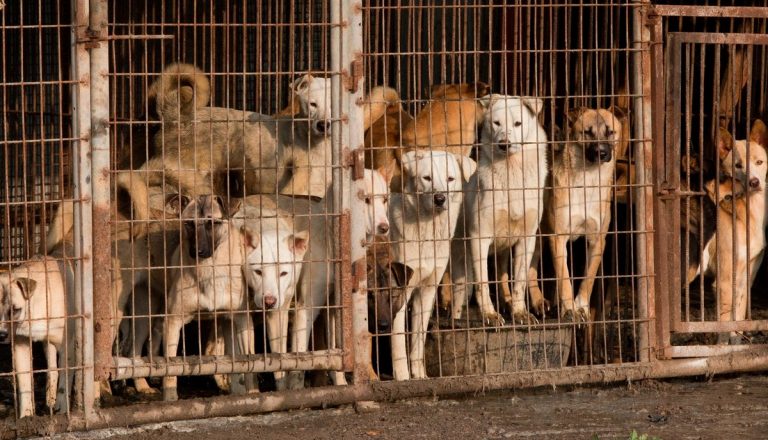 Dog Meat Ban in Nagaland incites accusation of ‘cultural imperialism’, ‘food fascism’, shows how liberal imperialism can deepen fault-lines in the country