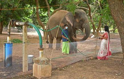 Lakshmi the Elephant was taken away from her home at the Manakula Vinayagar Temple in Puducherry