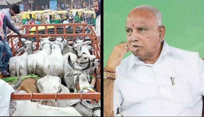 ‘Safeguarding cows is our priority’: Minister says Karnataka preparing to implement a ban on cow slaughter
