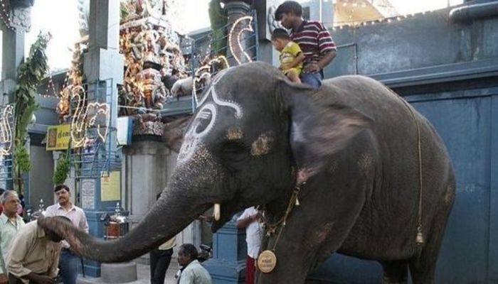 Amidst celebration and fanfare, Lakshmi the Elephant returns home to Manakula Vinayagar Temple